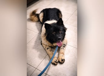 Jax – ein treuer Riese sucht sein Glück