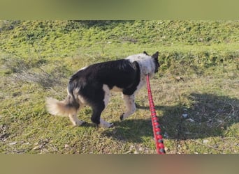 Jax – ein treuer Riese sucht sein Glück