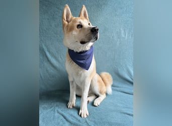 IZLAND - Sanfter Riese mit großem Herz sucht seine Menschen IZLAND - Sanfter Riese mit großem Herz sucht seine Menschen