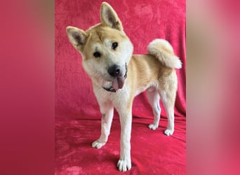 IZLAND - Sanfter Riese mit großem Herz sucht seine Menschen IZLAND - Sanfter Riese mit großem Herz sucht seine Menschen