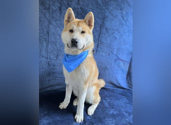 IZLAND - Sanfter Riese mit großem Herz sucht seine Menschen IZLAND - Sanfter Riese mit großem Herz sucht seine Menschen