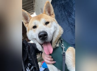 IZLAND - Sanfter Riese mit großem Herz sucht seine Menschen IZLAND - Sanfter Riese mit großem Herz sucht seine Menschen