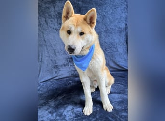 IZLAND - Sanfter Riese mit großem Herz sucht seine Menschen IZLAND - Sanfter Riese mit großem Herz sucht seine Menschen