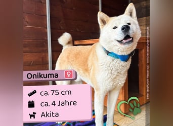 Onikuma