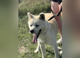 Hachiko, geb. 02.2025, 62cm, sucht liebevolles zu Hause