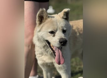 Hachiko, geboren 14.02.2015, 62cm sucht sein letztes Glück