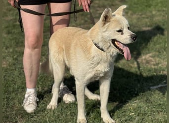 Hachiko, geb. 02.2025, 62cm, sucht liebevolles zu Hause