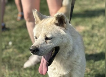 Hachiko, geb. 02.2025, 62cm, sucht liebevolles zu Hause