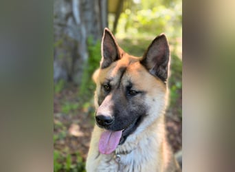 Wunderschöner Akita-Mix, ca. 1,5 J., rundum freundlich, kastriert