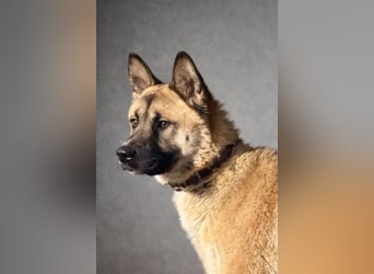 Wunderschöner Akita-Mix, ca. 1,5 J., rundum freundlich, kastriert