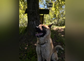 Wunderschöner Akita-Mix, ca. 1,5 J., rundum freundlich, kastriert