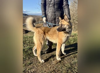 Wunderschöner Akita-Mix, ca. 1,5 J., rundum freundlich, kastriert