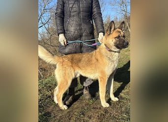 Wunderschöner Akita-Mix, ca. 1,5 J., rundum freundlich, kastriert