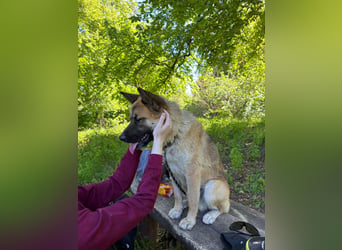 Wunderschöner Akita-Mix, ca. 1,5 J., rundum freundlich, kastriert