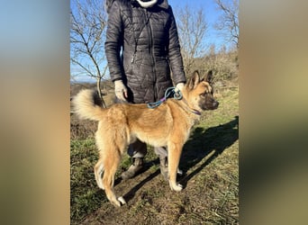 Wunderschöner Akita-Mix, ca. 1,5 J., rundum freundlich, kastriert