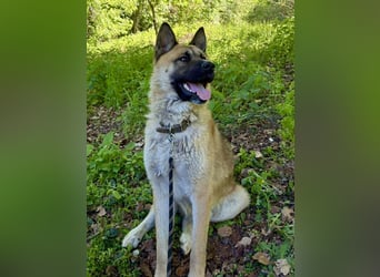 Wunderschöner Akita-Mix, ca. 1,5 J., rundum freundlich, kastriert
