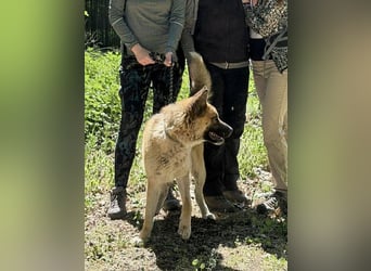 Wunderschöner Akita-Mix, ca. 1,5 J., rundum freundlich, kastriert