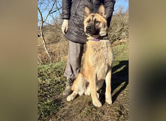 Wunderschöner Akita-Mix, ca. 1,5 J., rundum freundlich, kastriert