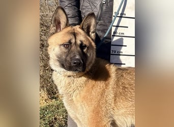 Wunderschöner Akita-Mix, ca. 1,5 J., rundum freundlich, kastriert