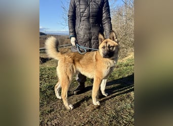 Wunderschöner Akita-Mix, ca. 1,5 J., rundum freundlich, kastriert