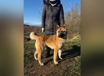 Wunderschöner Akita-Mix, ca. 1,5 J., rundum freundlich, kastriert