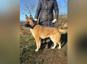 Wunderschöner Akita-Mix, ca. 1,5 J., rundum freundlich, kastriert