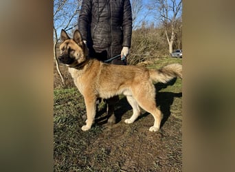 Wunderschöner Akita-Mix, ca. 1,5 J., rundum freundlich, kastriert