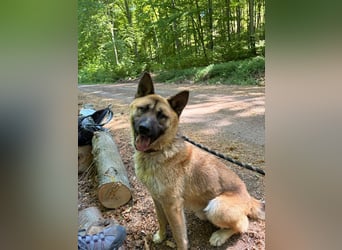 Wunderschöner Akita-Mix, ca. 1,5 J., rundum freundlich, kastriert