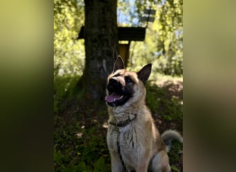 Wunderschöner Akita-Mix, ca. 1,5 J., rundum freundlich, kastriert