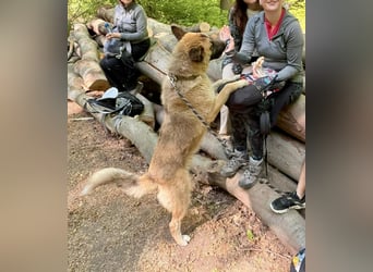 Wunderschöner Akita-Mix, ca. 1,5 J., rundum freundlich, kastriert