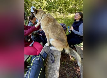 Wunderschöner Akita-Mix, ca. 1,5 J., rundum freundlich, kastriert