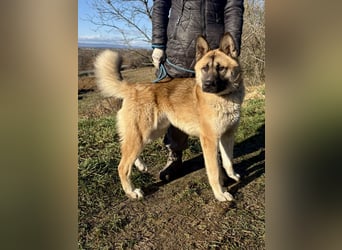Wunderschöner Akita-Mix, ca. 1,5 J., rundum freundlich, kastriert