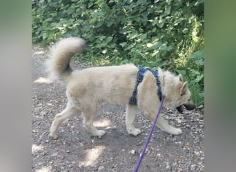 Loki ein großer Bub mit großen Herz