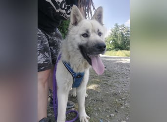 Loki ein großer Bub mit großen Herz