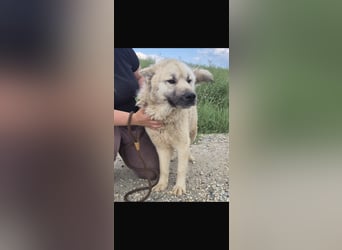 Loki ein großer Bub mit großen Herz