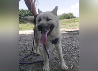 Loki ein großer Bub mit großen Herz
