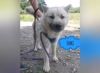 Loki ein großer Bub mit großen Herz