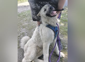 Loki ein großer Bub mit großen Herz