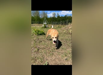 Mici, Kinderliebe Lebensfrohe junge Dame sucht dich!