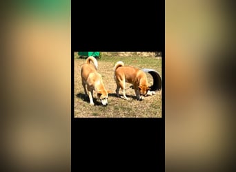 Mici, Kinderliebe Lebensfrohe junge Dame sucht dich!