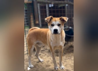 Misi, Akita Inu Mix Rüde, sucht eine Familie