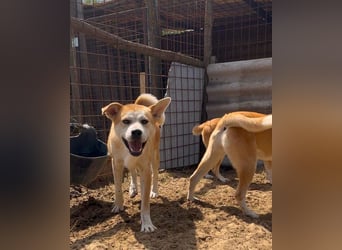 Misi, Akita Inu Mix Rüde, sucht eine Familie