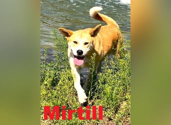 Mirtill, eine treue Begleiterin sucht ihren Platz!