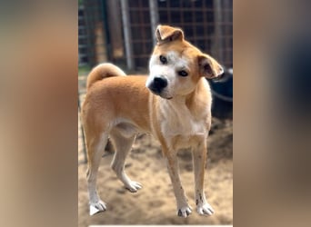 Misi, Akita Inu Mix Rüde, sucht eine Familie
