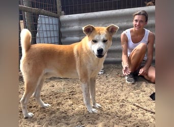 Misi, Akita Inu Mix Rüde, sucht eine Familie