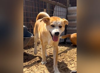 Misi, Akita Inu Mix Rüde, sucht eine Familie