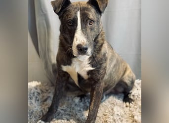 Hardin -Fröhlicher, aktiver Traumhund sucht seine Menschen