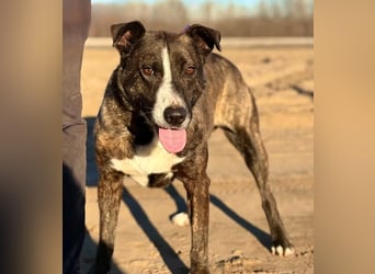 Hardin -Fröhlicher, aktiver Traumhund sucht seine Menschen