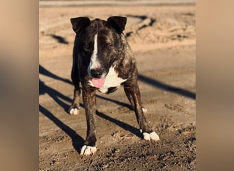 Hardin -Fröhlicher, aktiver Traumhund sucht seine Menschen