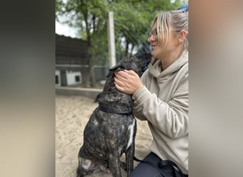 Hardin -Fröhlicher, aktiver Traumhund sucht seine Menschen